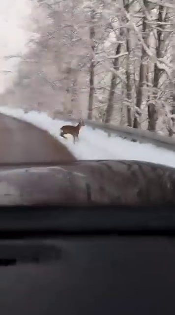 Sakarya’da Kar Keyfi Sırasında Yola İnen Karaca Aileyle Karşılaştı - Sayfa 3