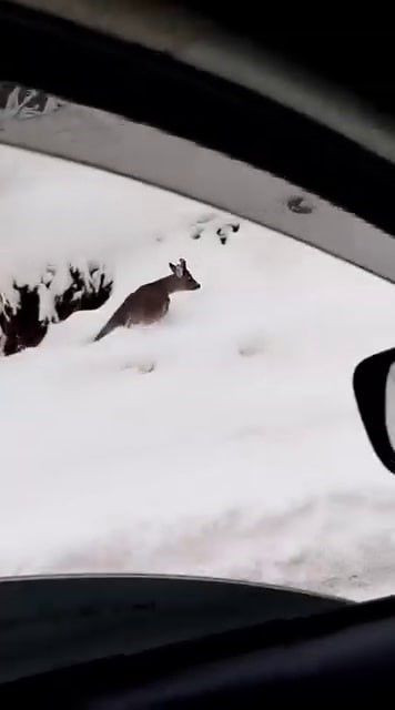 Sakarya’da Kar Keyfi Sırasında Yola İnen Karaca Aileyle Karşılaştı - Sayfa 2
