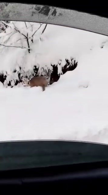 Sakarya’da Kar Keyfi Sırasında Yola İnen Karaca Aileyle Karşılaştı - Sayfa 1