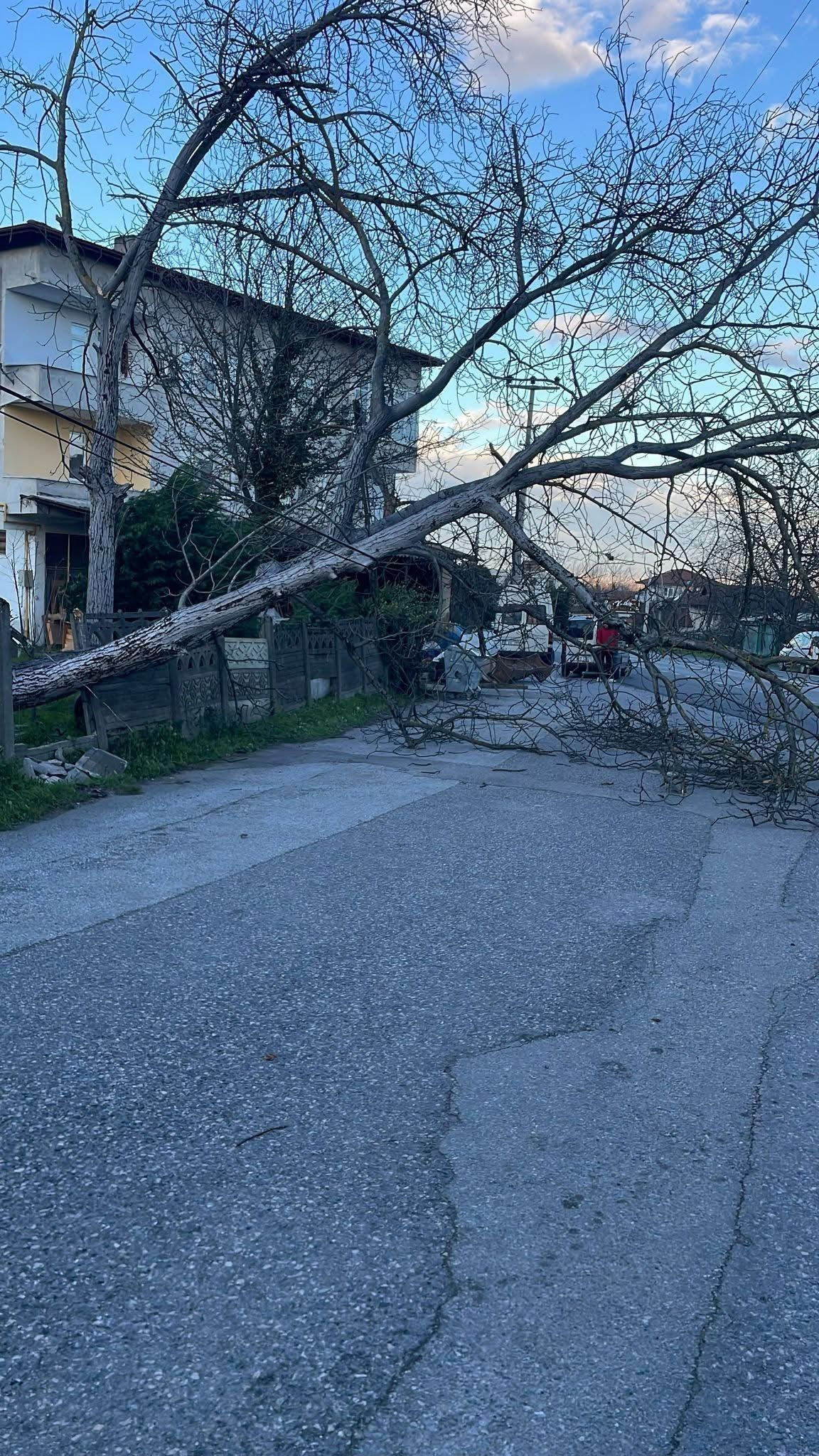 Sakarya’da Fırtına Ağaçları Devirdi, Belediye Ekipleri Müdahale Etti - Sayfa 3