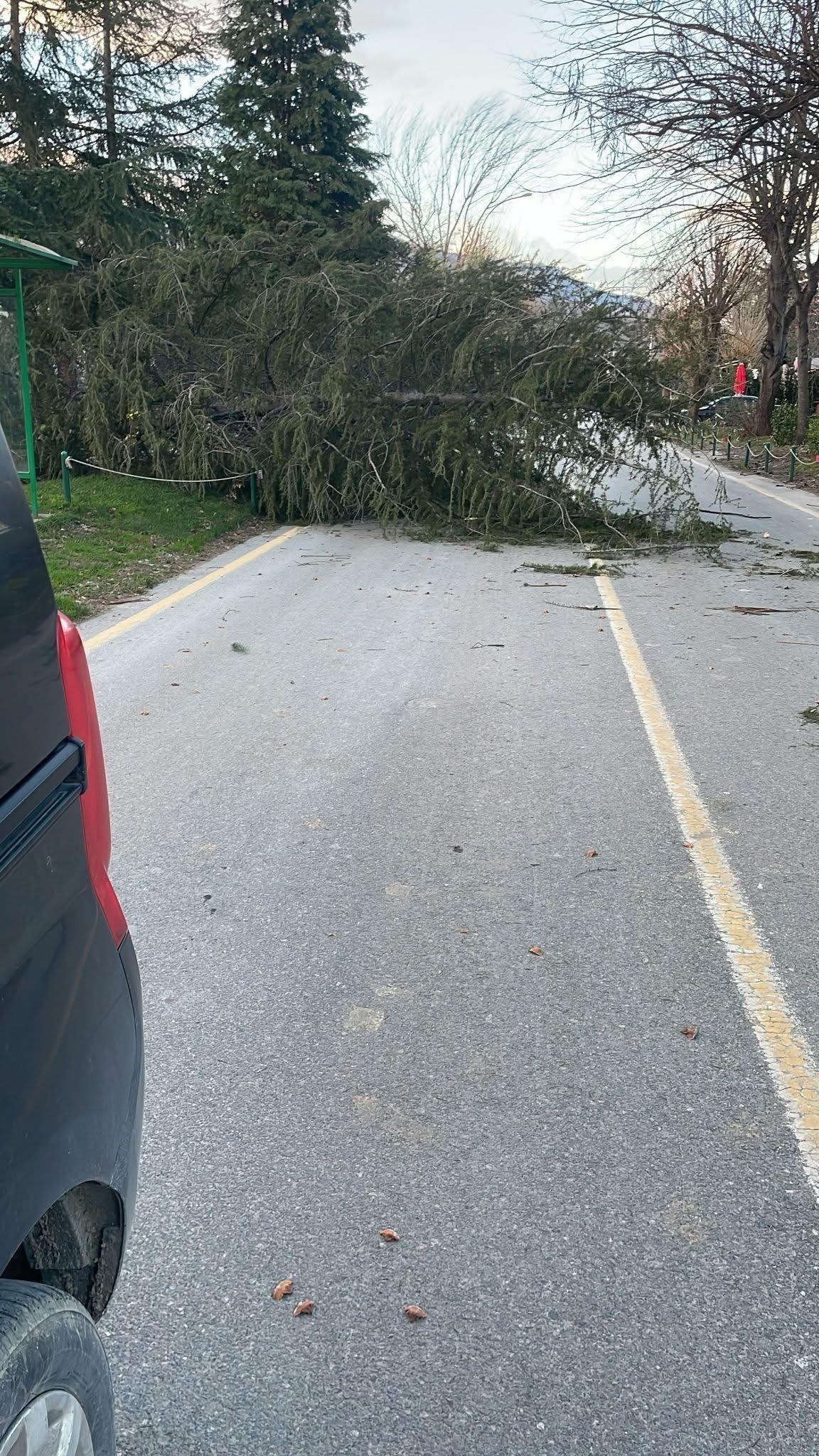 Sakarya’da Fırtına Ağaçları Devirdi, Belediye Ekipleri Müdahale Etti - Sayfa 1
