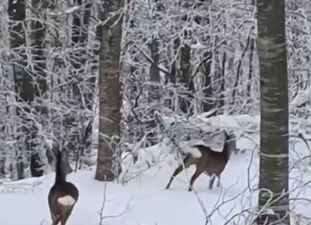 Yaban Hayvanları İçin Doğaya Yem Bıraktı, Geyiklerle Karşılaştı - Sayfa 1