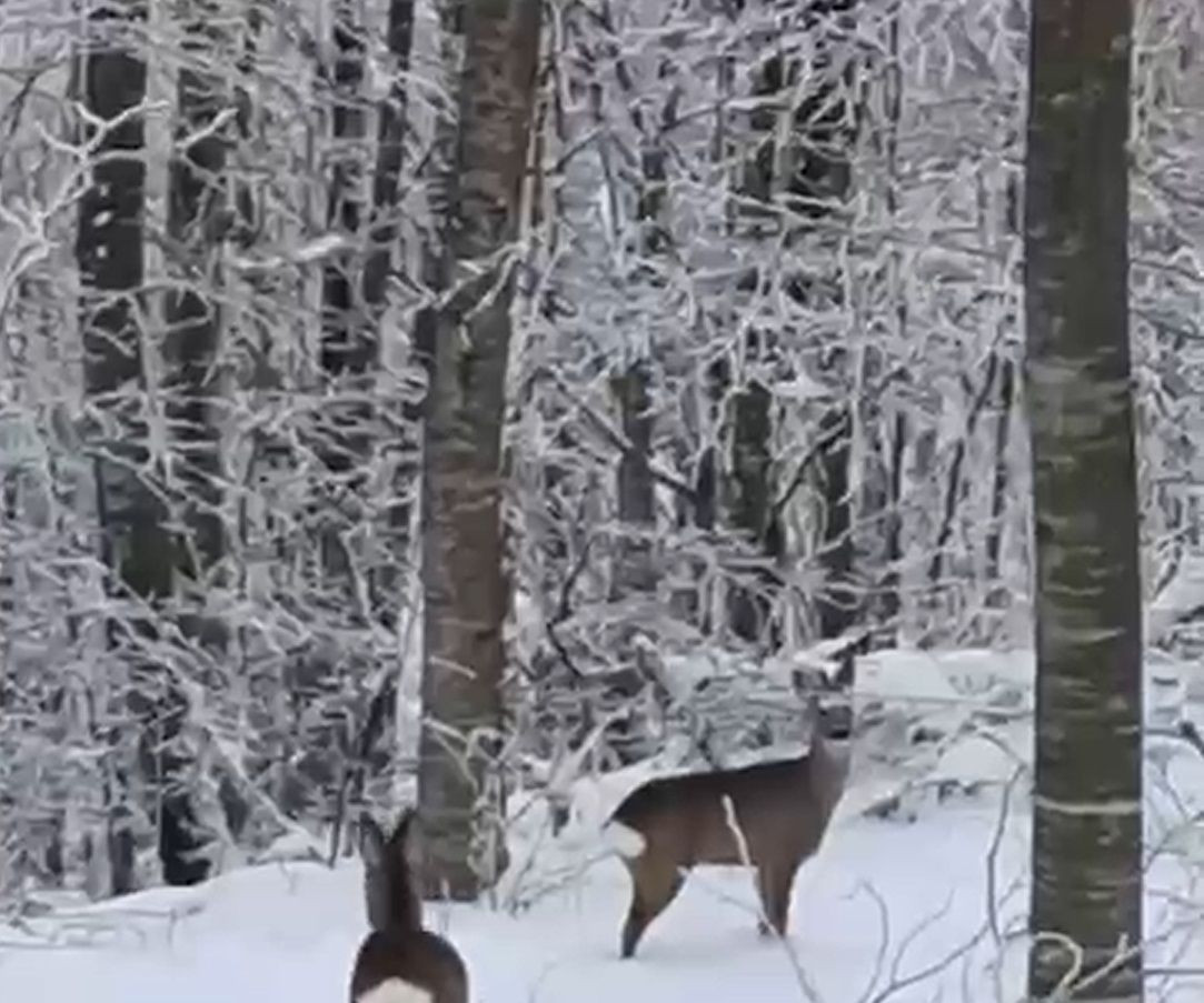Yaban Hayvanları İçin Doğaya Yem Bıraktı, Geyiklerle Karşılaştı - Sayfa 3