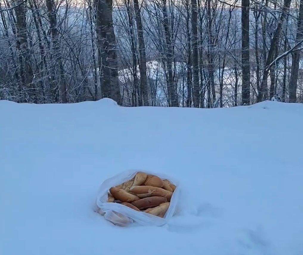 Yaban Hayvanları İçin Doğaya Yem Bıraktı, Geyiklerle Karşılaştı - Sayfa 2