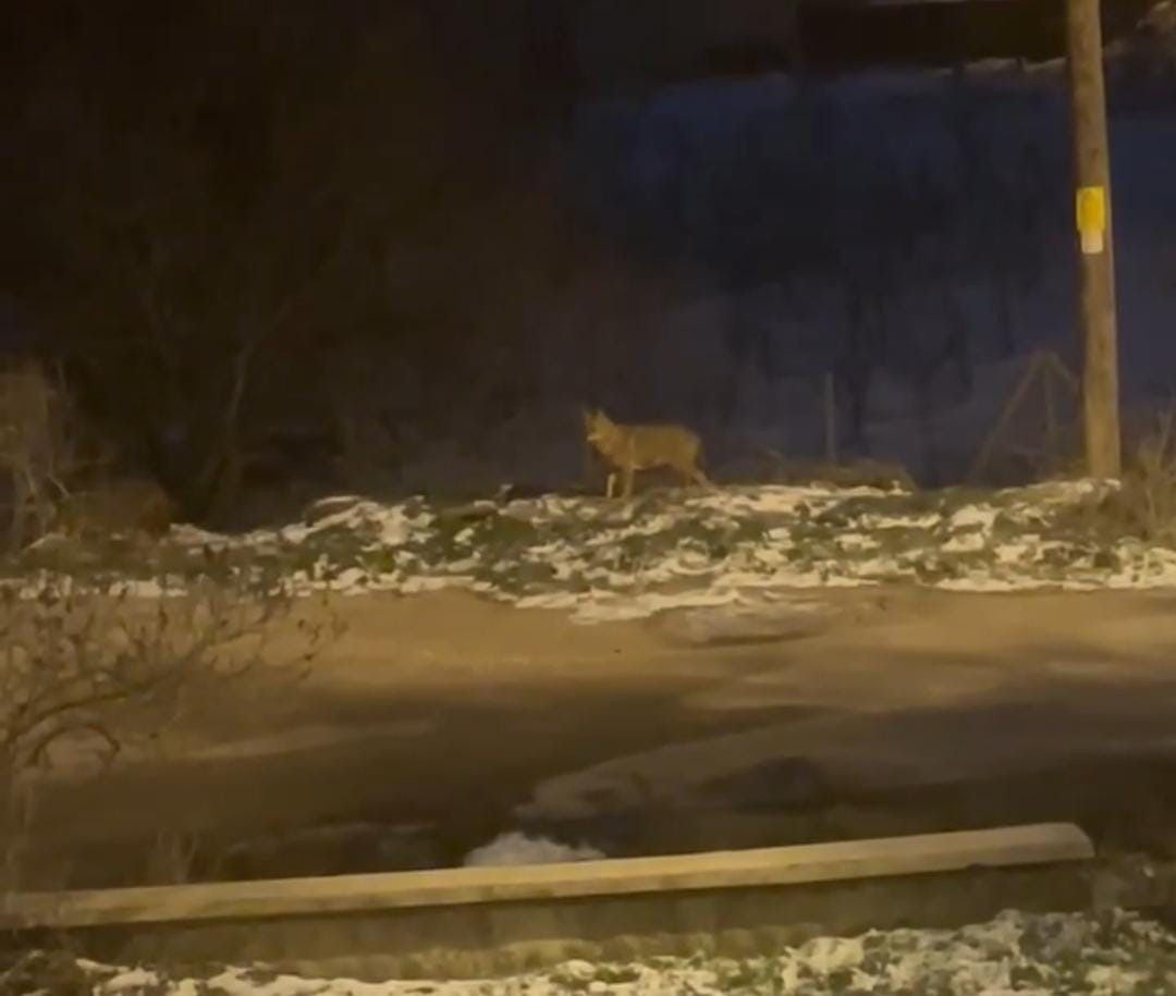 Ankara Nallıhan’da Kurt Sürüsü Yerleşim Yerine İndi - Sayfa 3