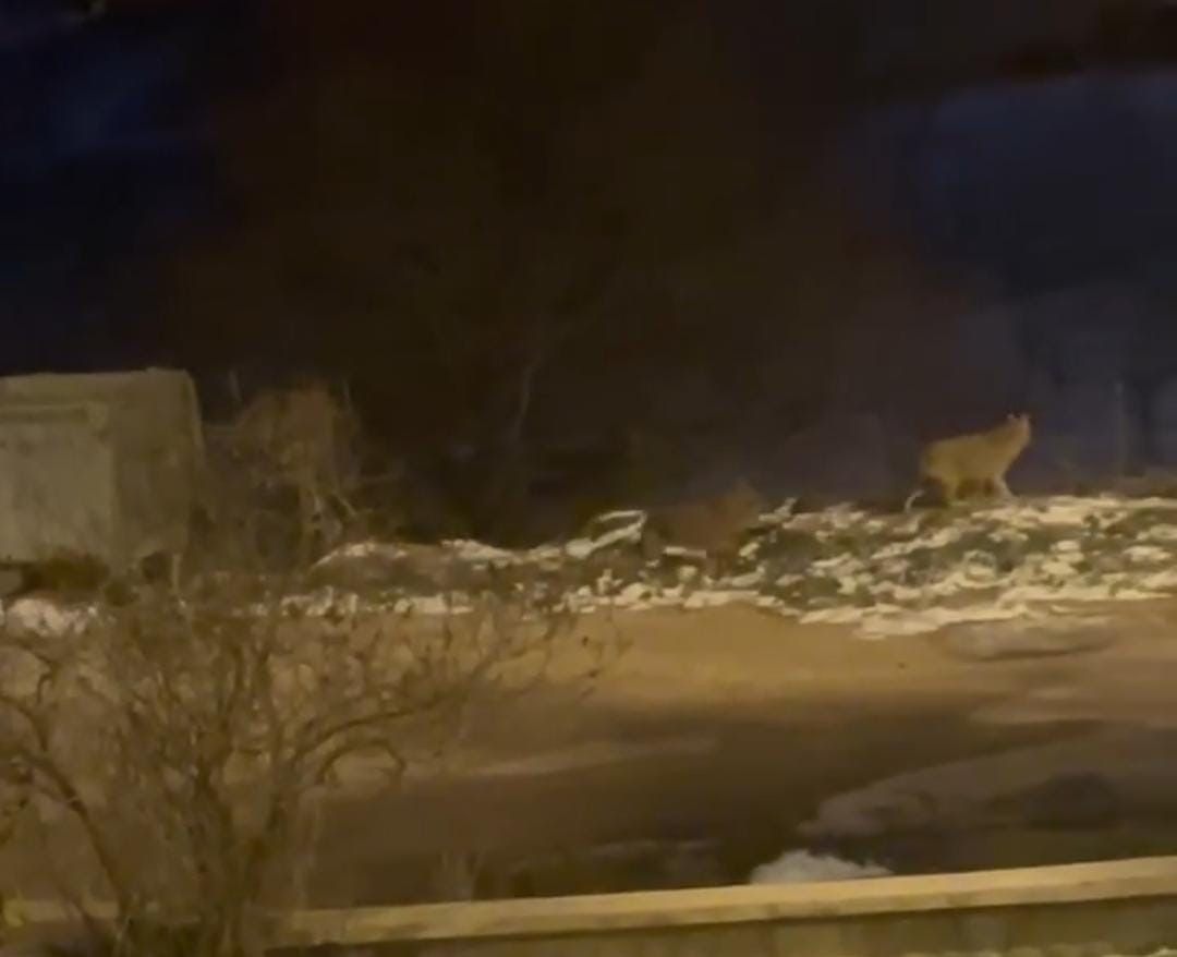 Ankara Nallıhan’da Kurt Sürüsü Yerleşim Yerine İndi - Sayfa 2