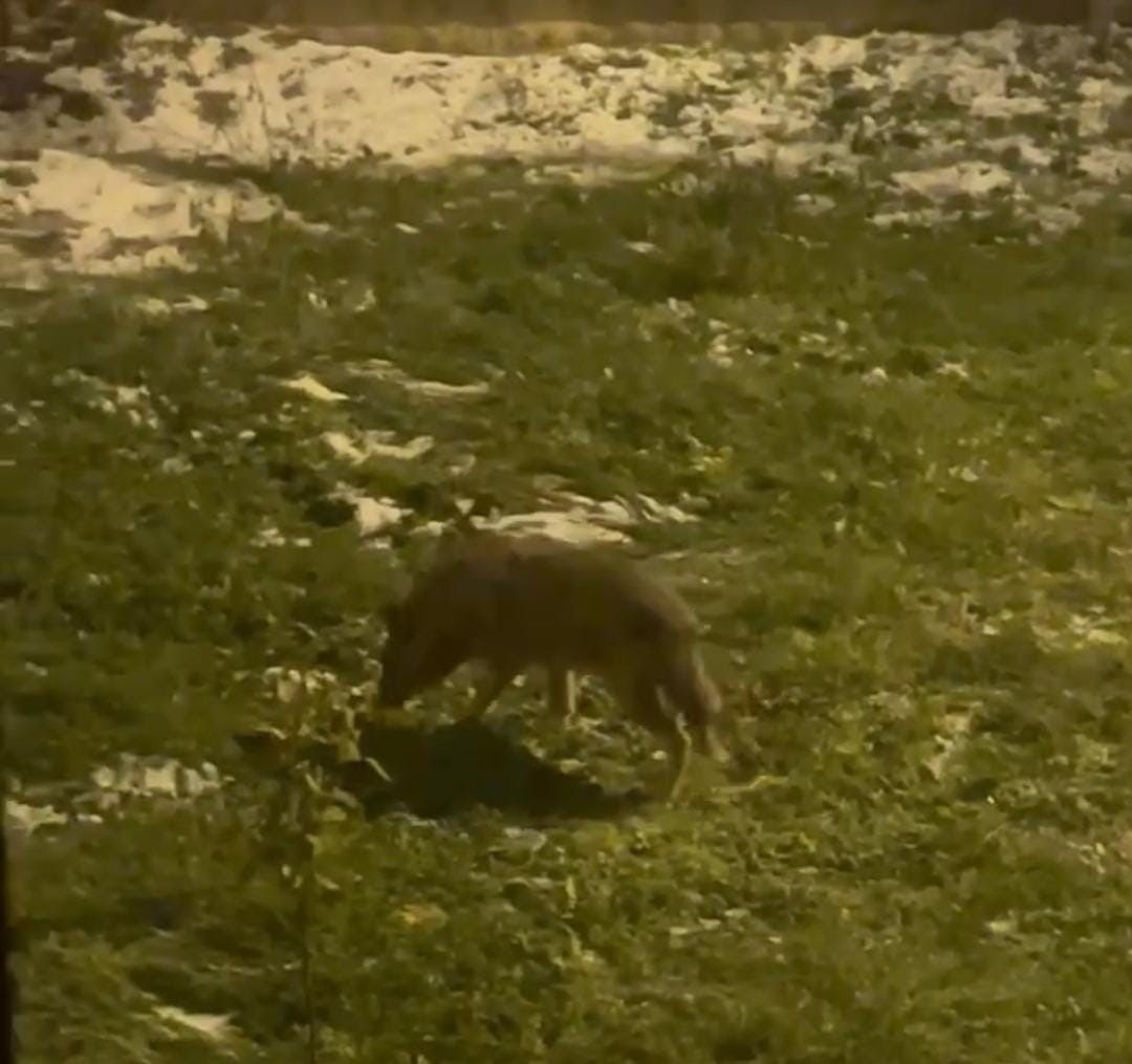 Ankara Nallıhan’da Kurt Sürüsü Yerleşim Yerine İndi - Sayfa 1