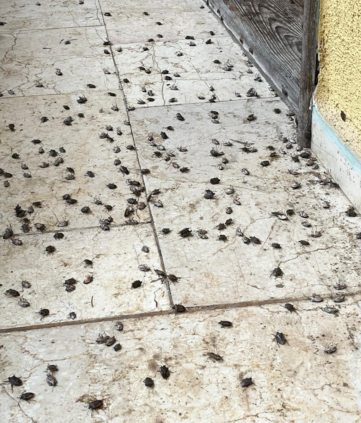 Binlerce Kokarcanın İstila Kabusunu TUTSAK Bitirdi - Sayfa 2