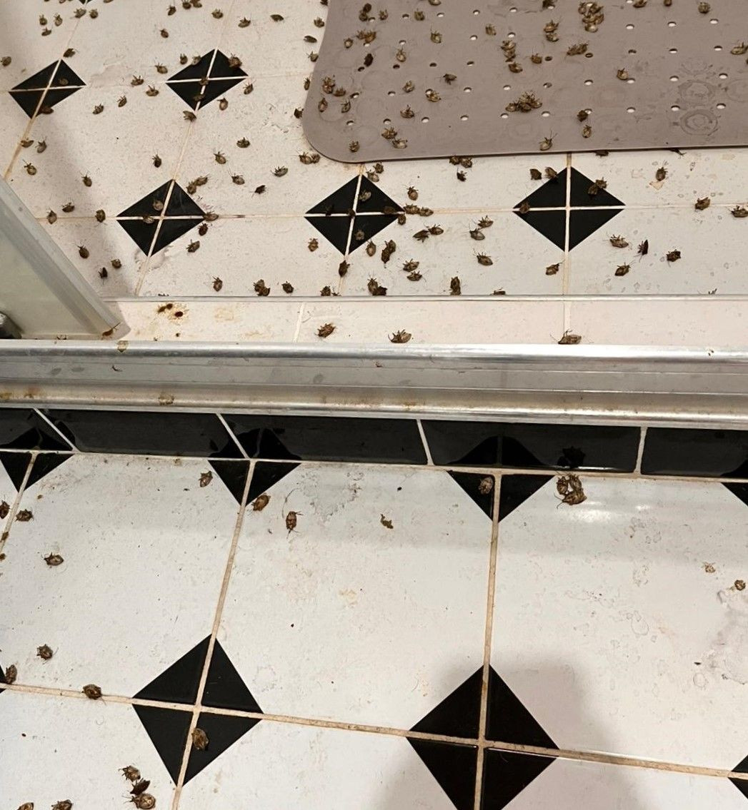 Binlerce Kokarcanın İstila Kabusunu TUTSAK Bitirdi - Sayfa 4