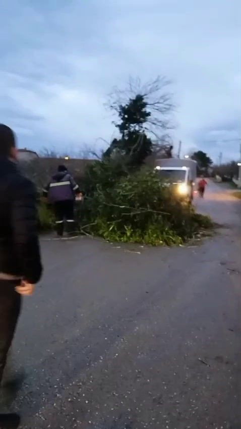 Sakarya’da Şiddetli Rüzgâr Ağaçları Devrirdi, Yol Kapandı - Sayfa 2