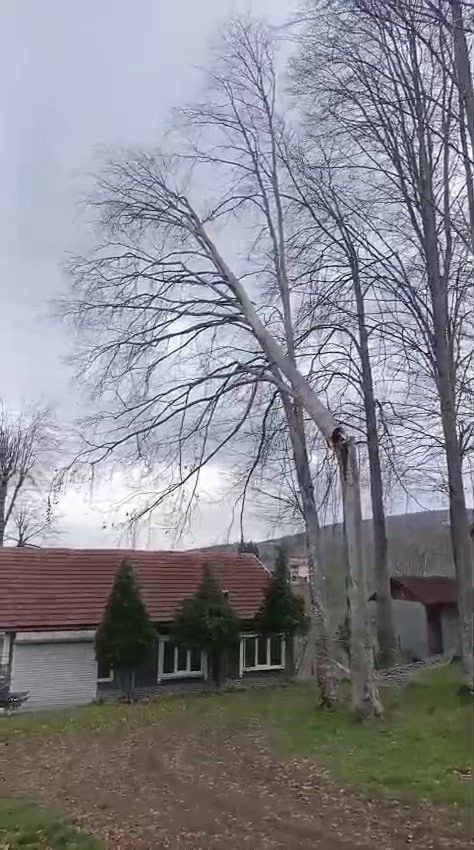 Sakarya’da Şiddetli Rüzgâr Ağaçları Devrirdi, Yol Kapandı - Sayfa 1