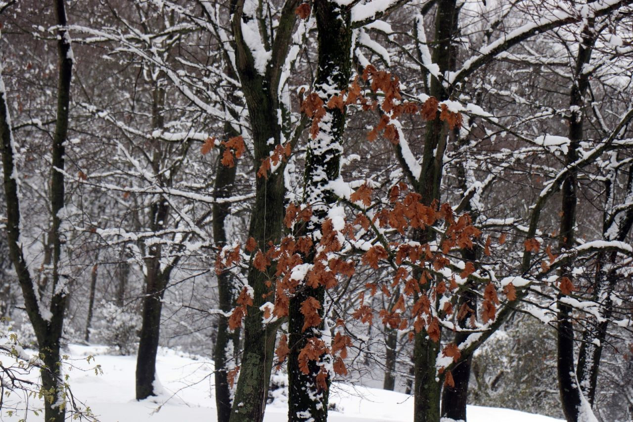Sakarya’da Kar Yağışı: Üniversite Kampüsü ve Yaylalar Beyaza Büründü - Sayfa 4