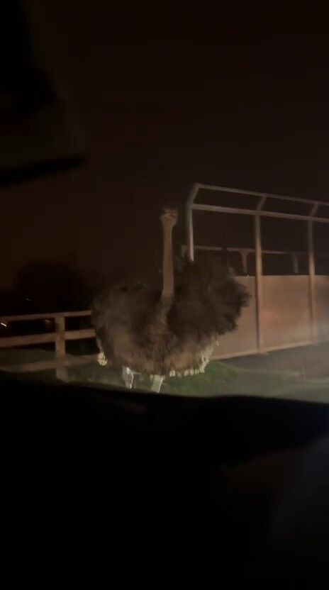 Deve Kuşu Trafiği Alt Üst Etti - Sayfa 1