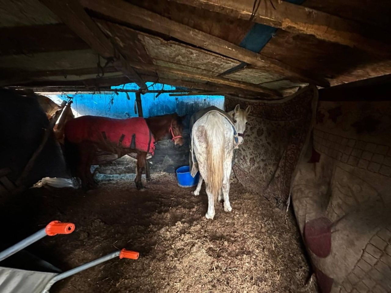 Otoyol Kenarındaki Kemikler At Kasaplarını Ele Verdi - Sayfa 1
