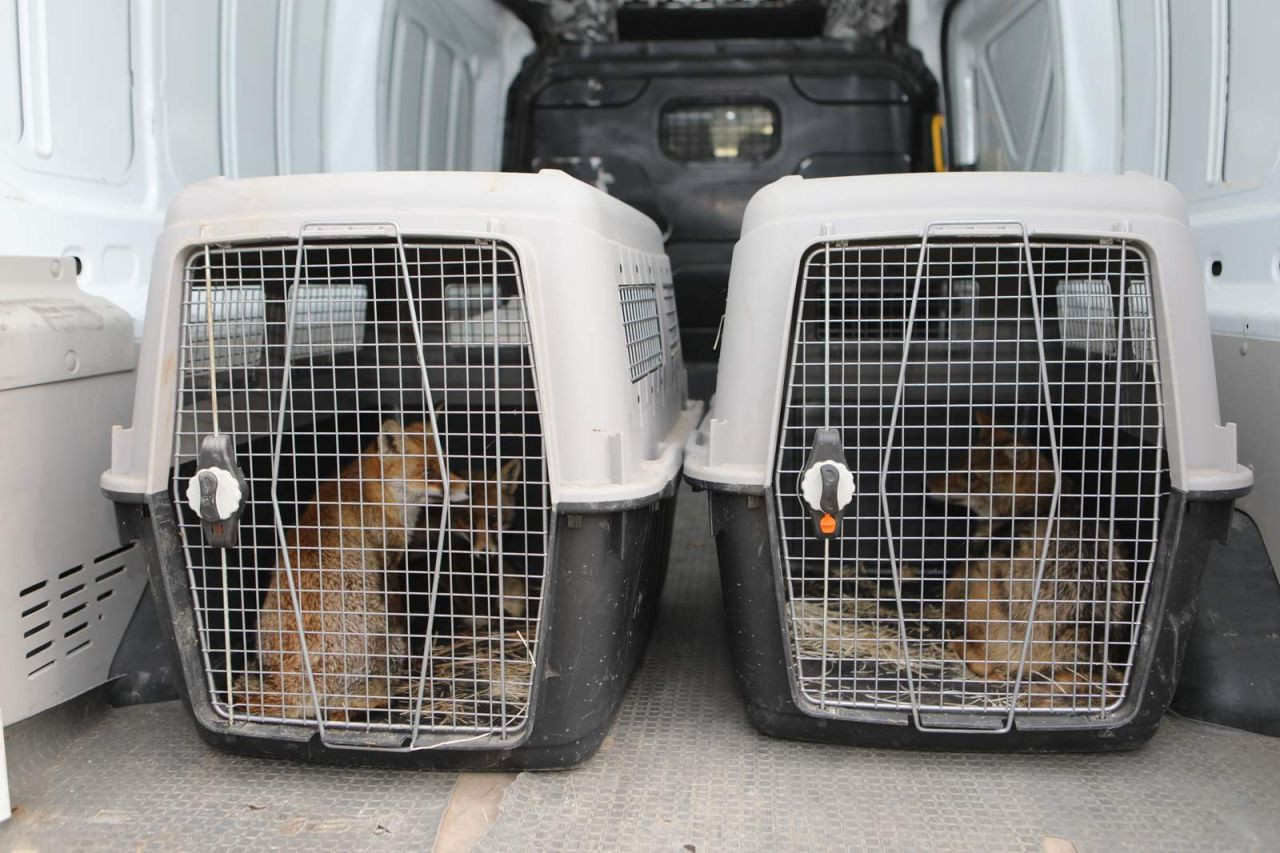 Gölya’da Tedavi Edilen Yaban Hayvanları Doğal Yaşam Alanlarına Salındı - Sayfa 2