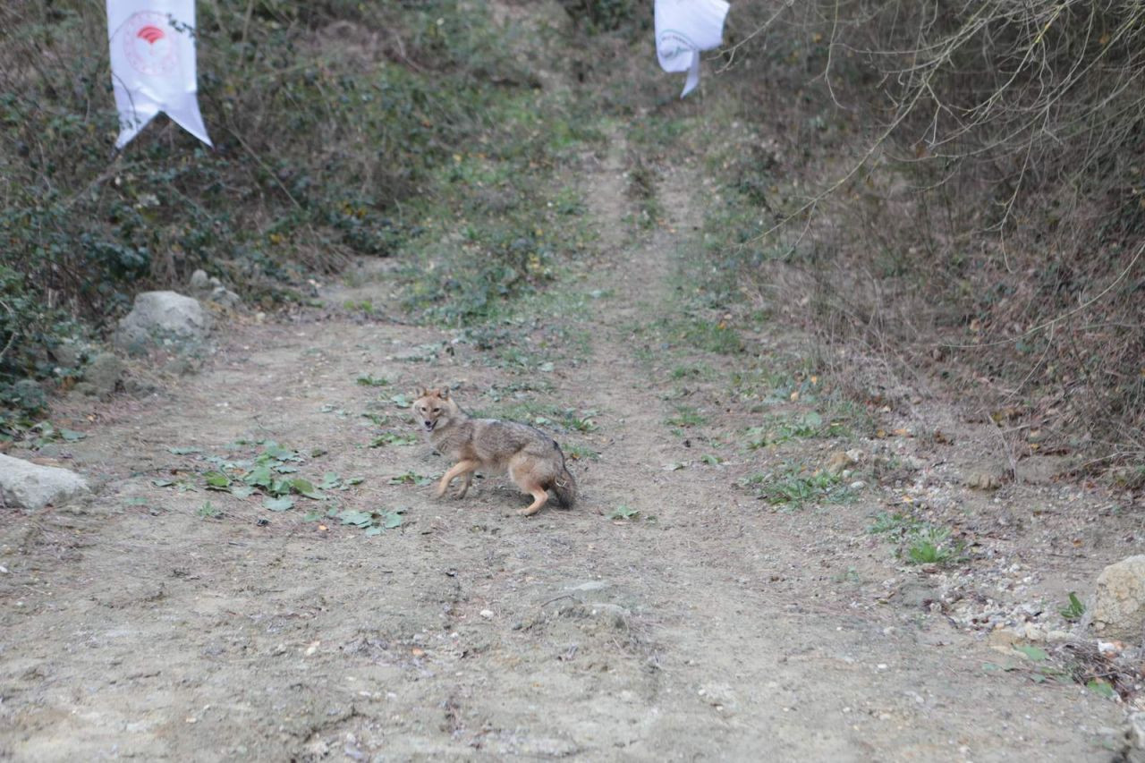 Gölya’da Tedavi Edilen Yaban Hayvanları Doğal Yaşam Alanlarına Salındı - Sayfa 3