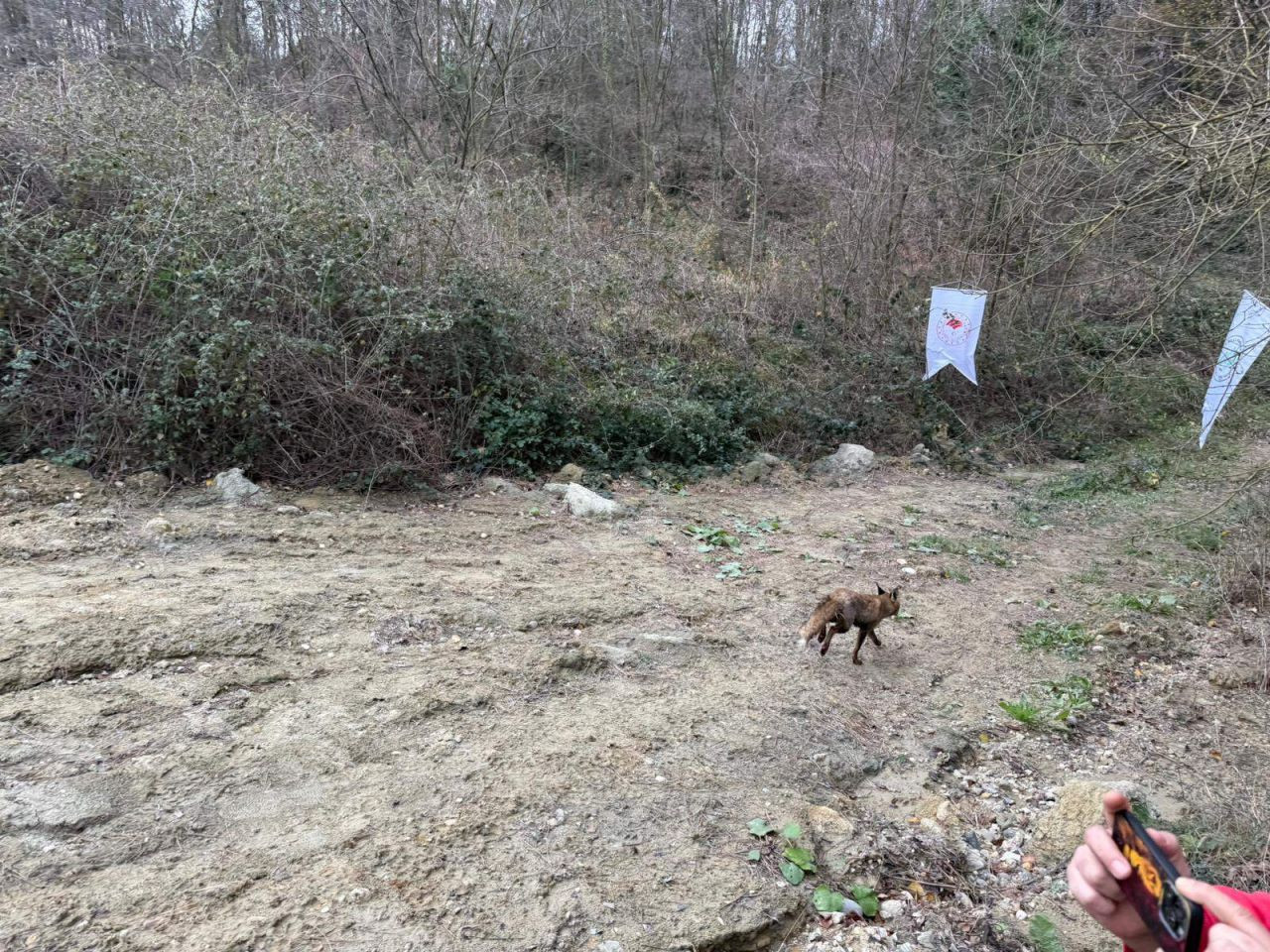 Gölya’da Tedavi Edilen Yaban Hayvanları Doğal Yaşam Alanlarına Salındı - Sayfa 4