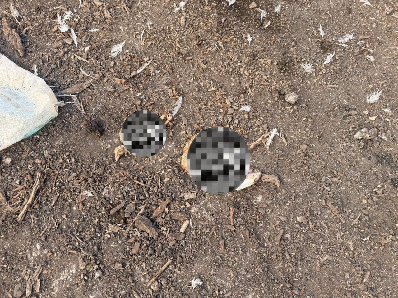 Sakarya’da Mevzuata Aykırı Tavuk Çiftliğine Biyogüvenlik Kısıtlaması - Sayfa 4