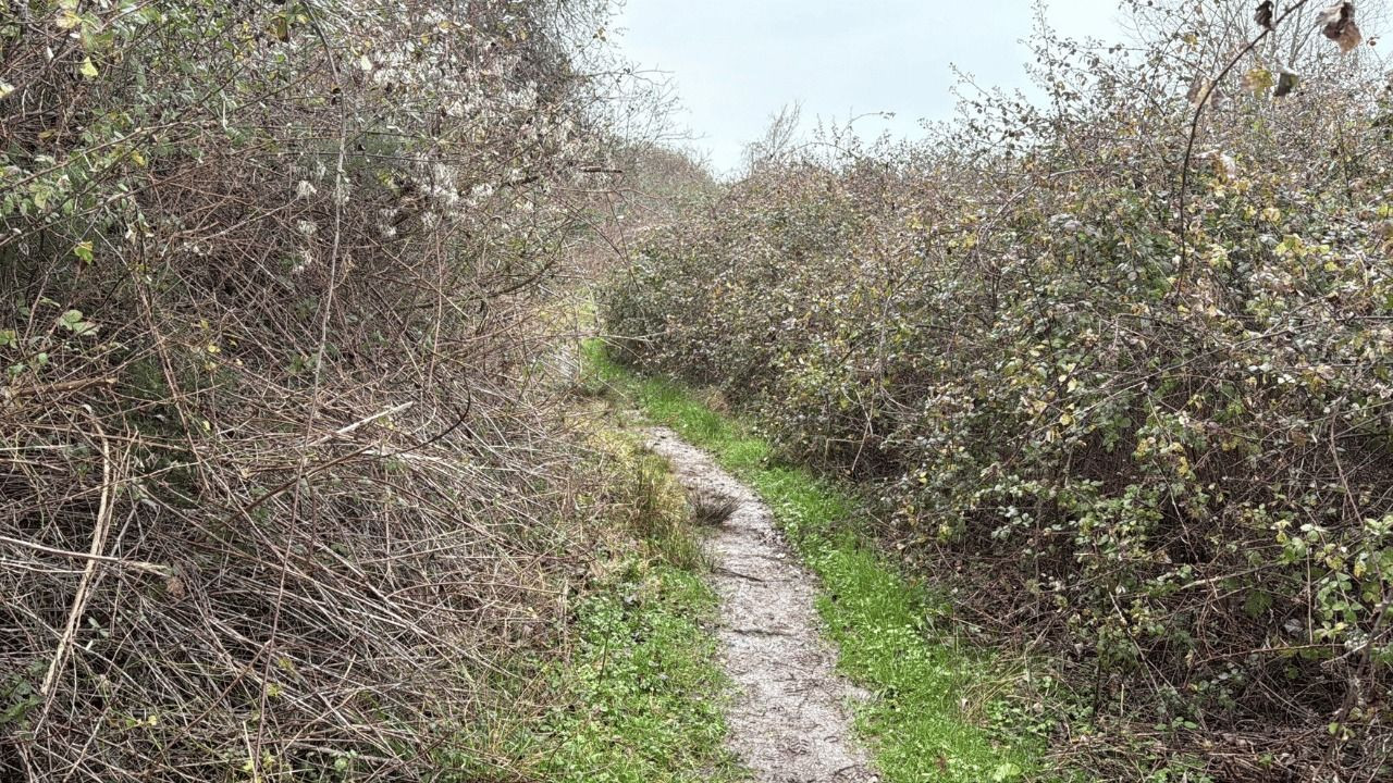 Ormanlık Alanda Ölü Bulunan Kişinin Ölümünde Siyanür Şüphesi - Sayfa 3