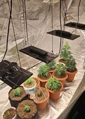 Geyve’de Evin Bir Odasını Uyuşturucu Serasına Çevirmişler - Sayfa 2