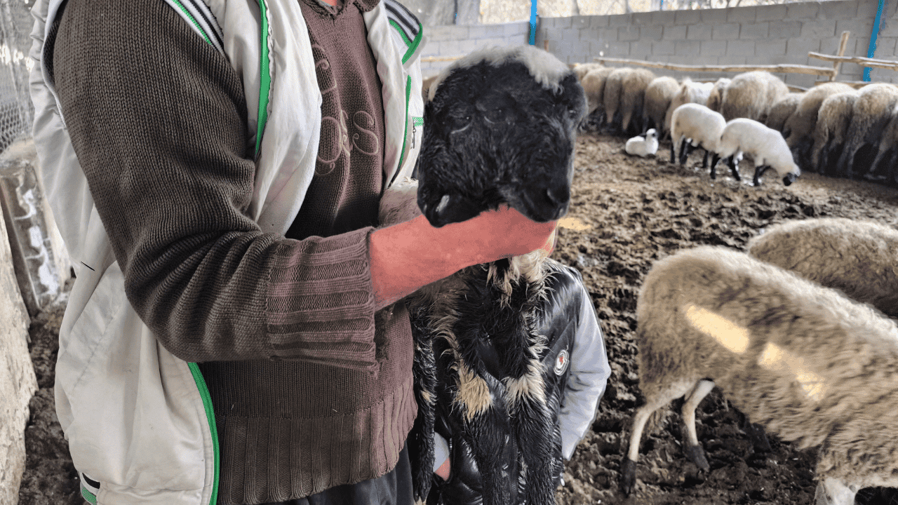 İki Başlı Doğan Kuzu Yaşama Tutundu - Sayfa 3