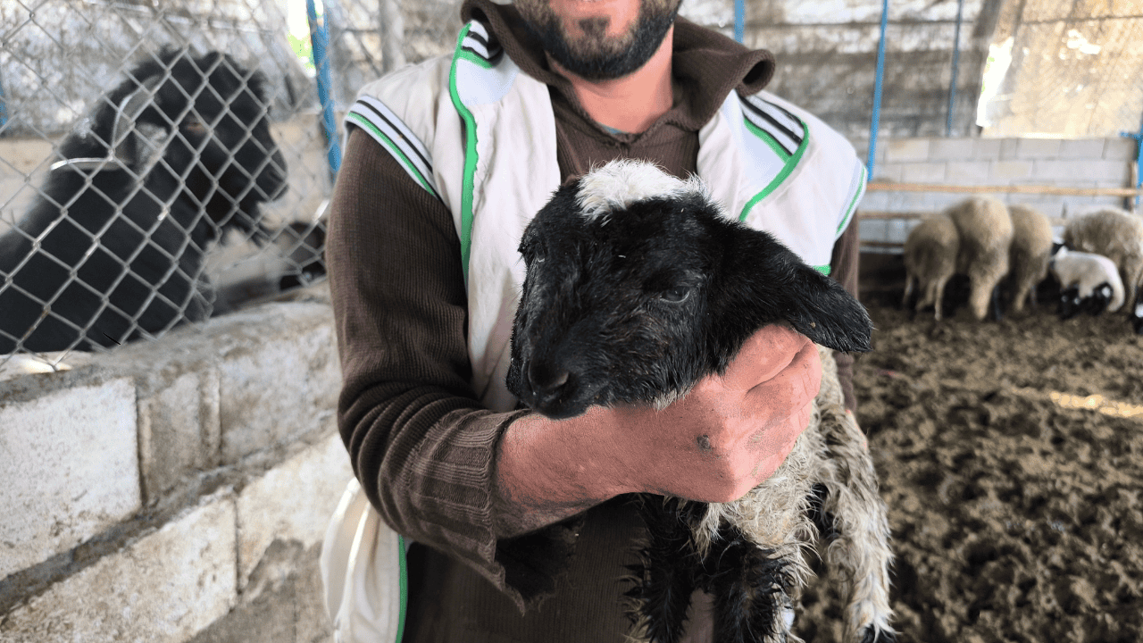 İki Başlı Doğan Kuzu Yaşama Tutundu - Sayfa 2