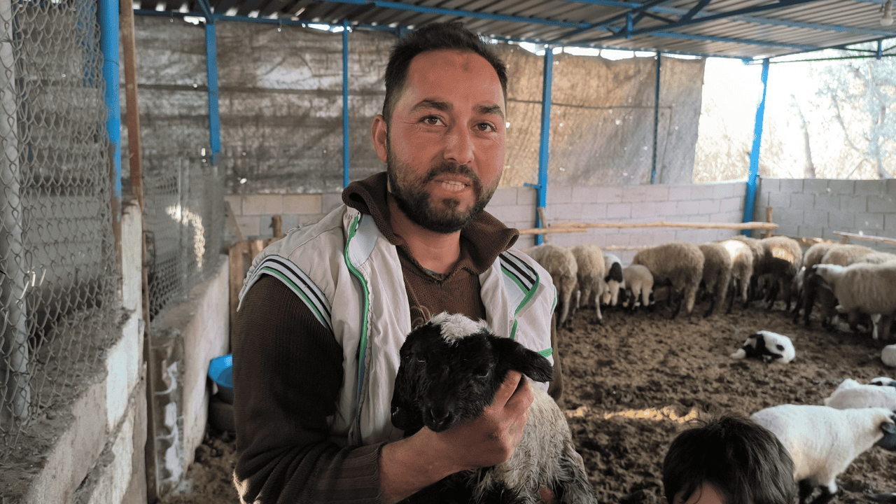 İki Başlı Doğan Kuzu Yaşama Tutundu - Sayfa 1