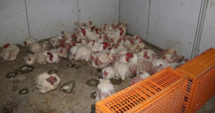 Sakarya’da Mevzuata Aykırı Tavuk Çiftliğine Biyogüvenlik Kısıtlaması - Sayfa 1