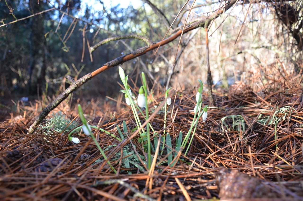 Kardelenler Erken Açtı, Koparmanın Cezası 699 Bin TL’ye Yükseldi - Sayfa 4