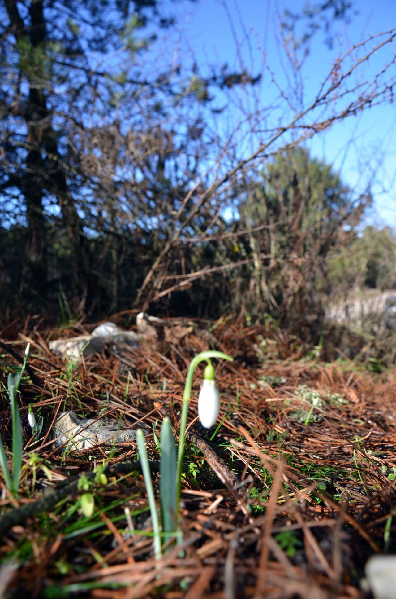 Kardelenler Erken Açtı, Koparmanın Cezası 699 Bin TL’ye Yükseldi - Sayfa 1
