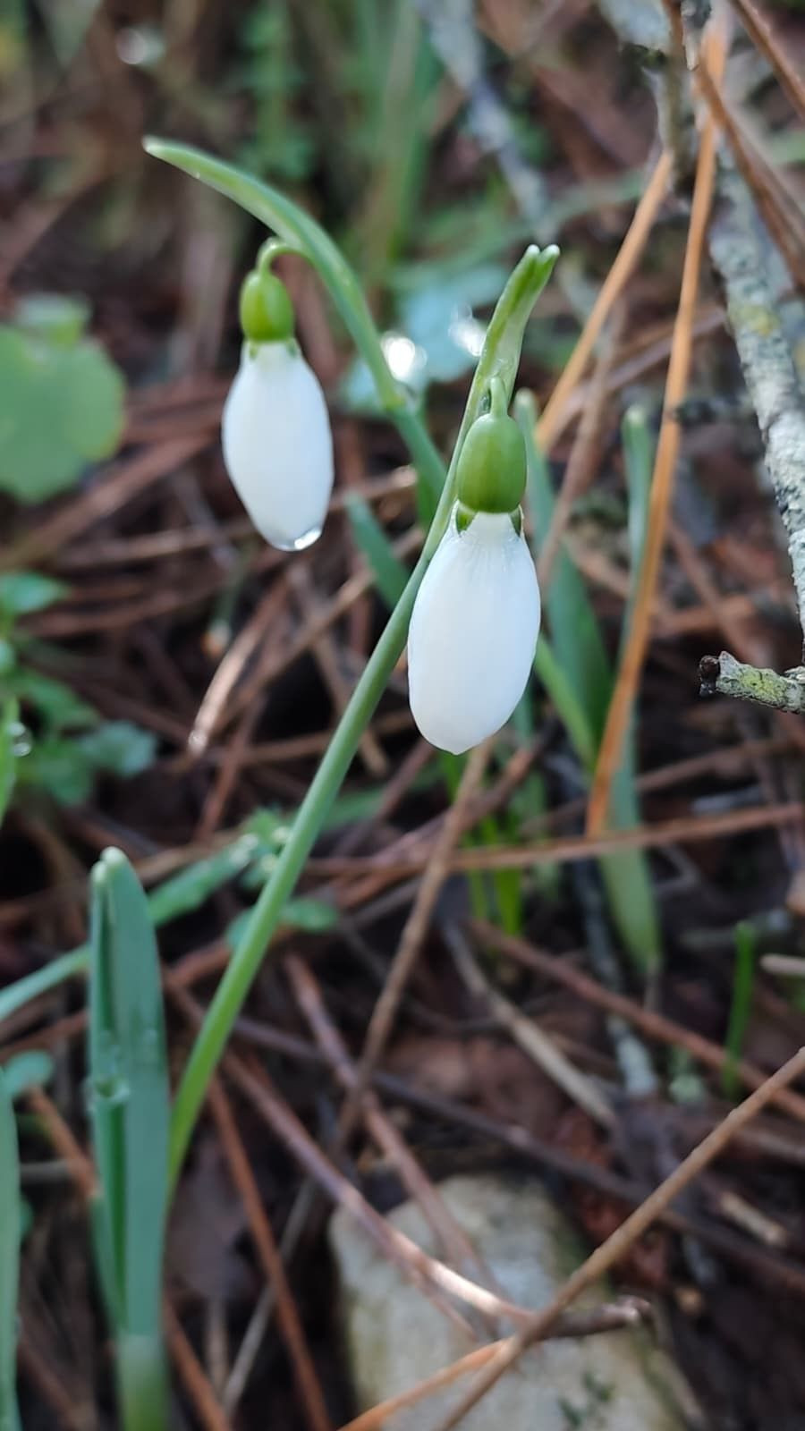 Kardelenler Erken Açtı, Koparmanın Cezası 699 Bin TL’ye Yükseldi - Sayfa 2