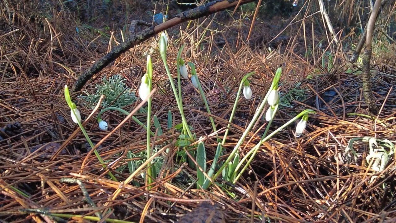 Kardelenler Erken Açtı, Koparmanın Cezası 699 Bin TL’ye Yükseldi - Sayfa 3