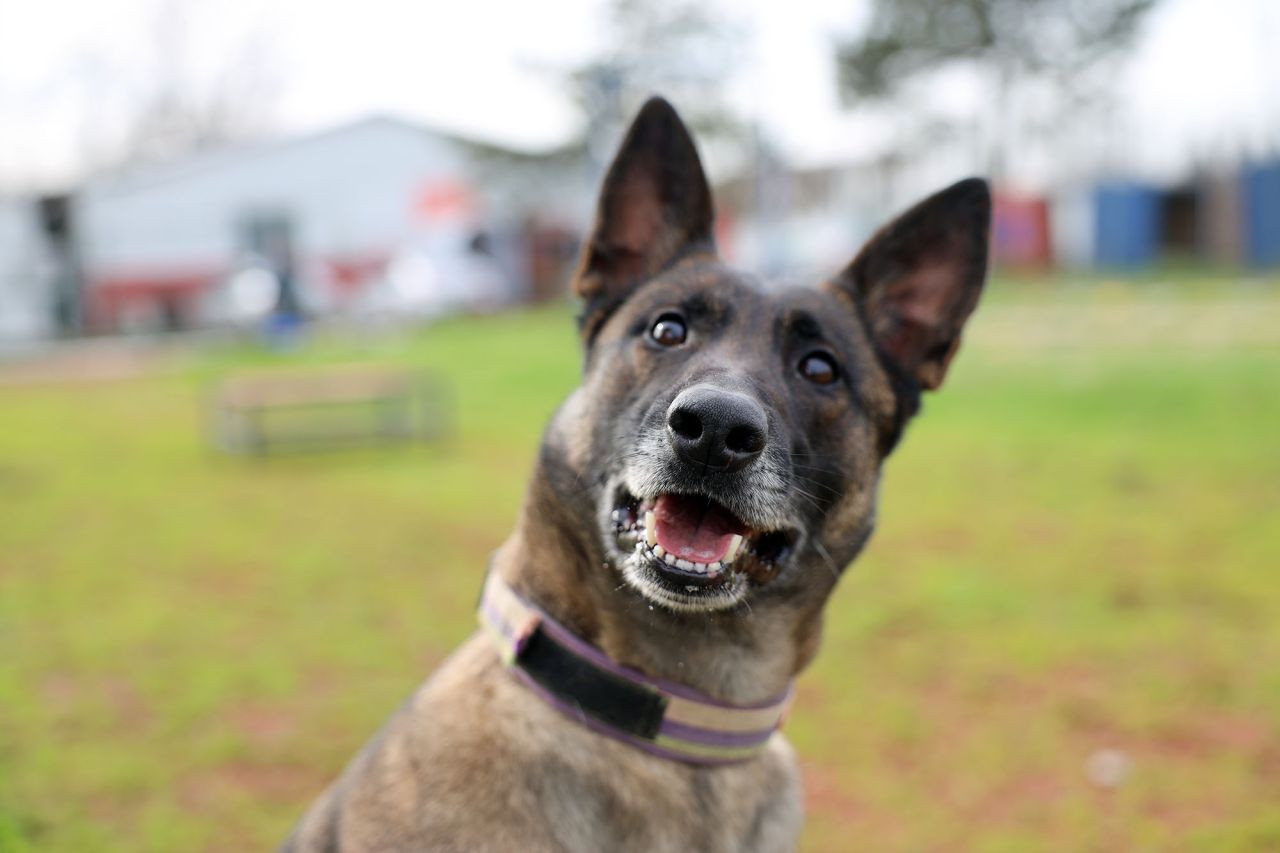 Reina, Ateş, Google Ve Labrador ‘Umut’ Olmak İçin Hep Hazır - Sayfa 4