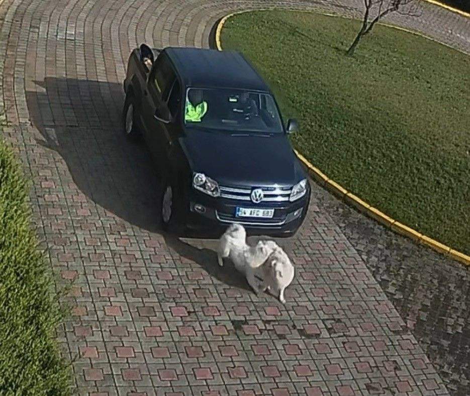 Vali Konağı'ndaki 'Köpek Ölümü' Olayının Görüntüleri Ortaya Çıktı - Sayfa 2