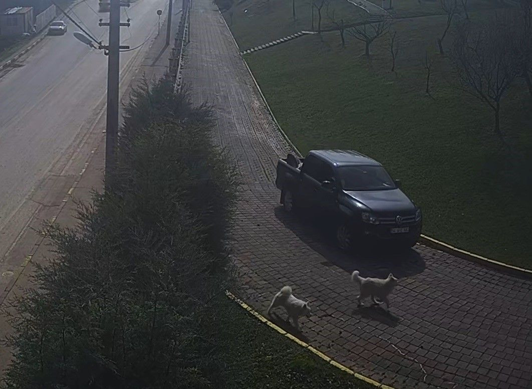 Vali Konağı'ndaki 'Köpek Ölümü' Olayının Görüntüleri Ortaya Çıktı - Sayfa 1