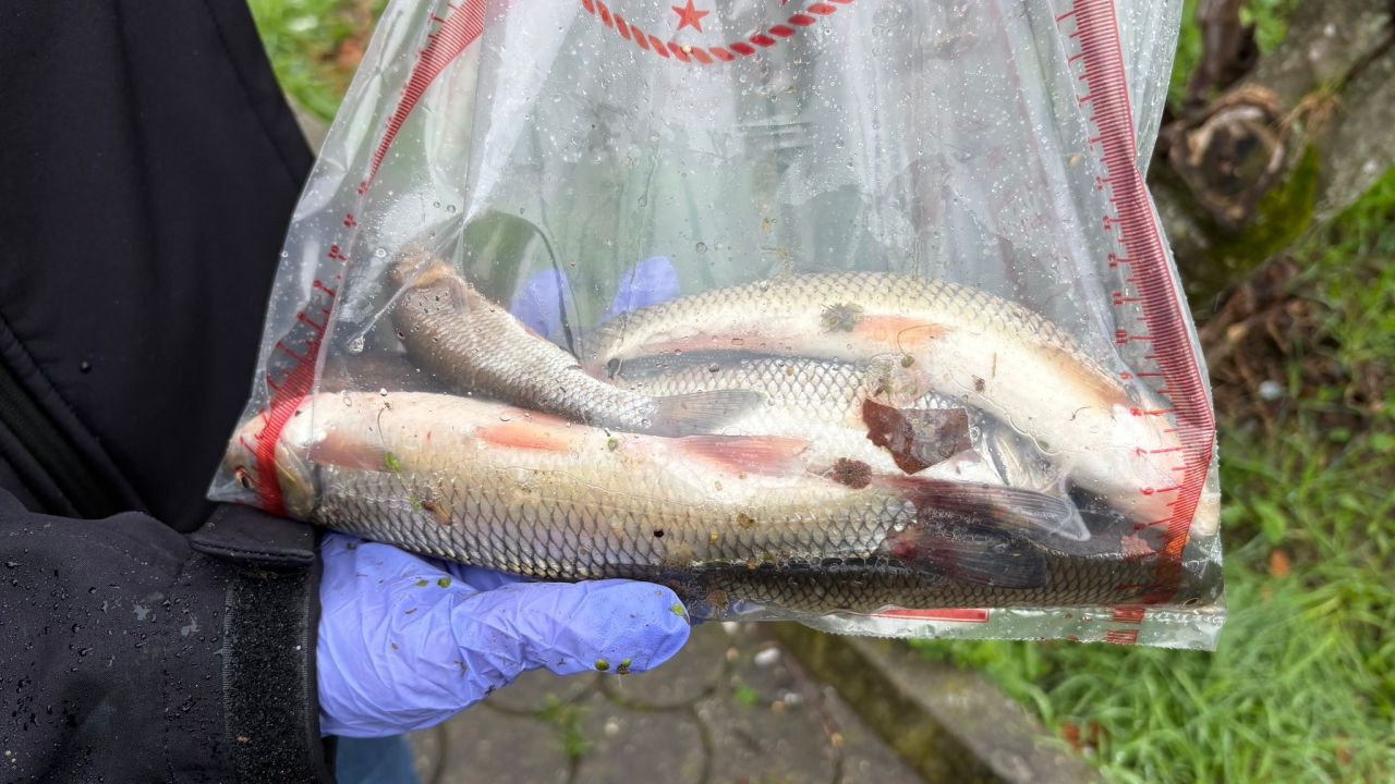 Uludere Çayı’nda Balık Ölümleri: Numune Alındı, İnceleme Başlatıldı - Sayfa 2