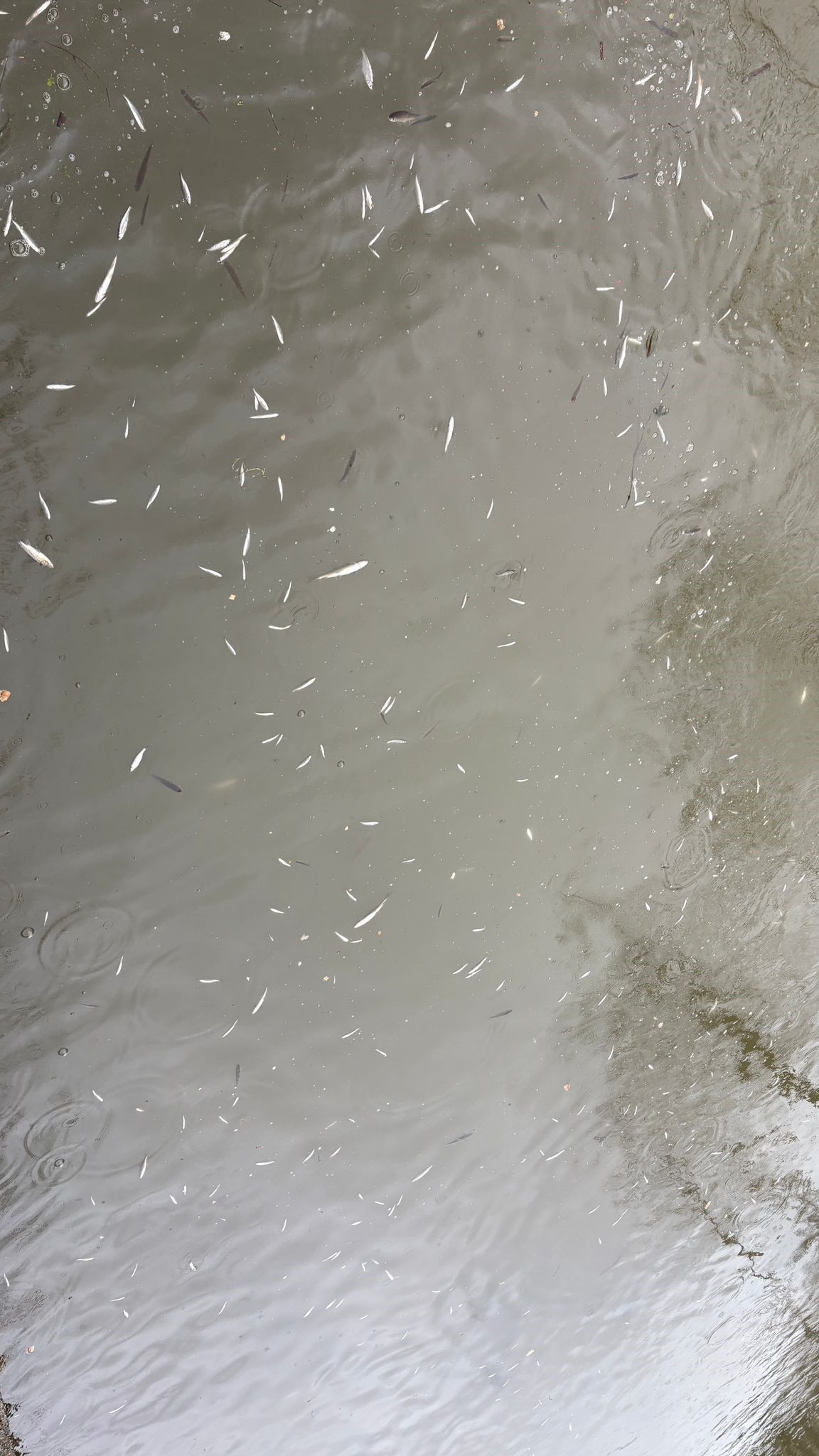 Uludere Çayı’nda Balık Ölümleri: Numune Alındı, İnceleme Başlatıldı - Sayfa 4