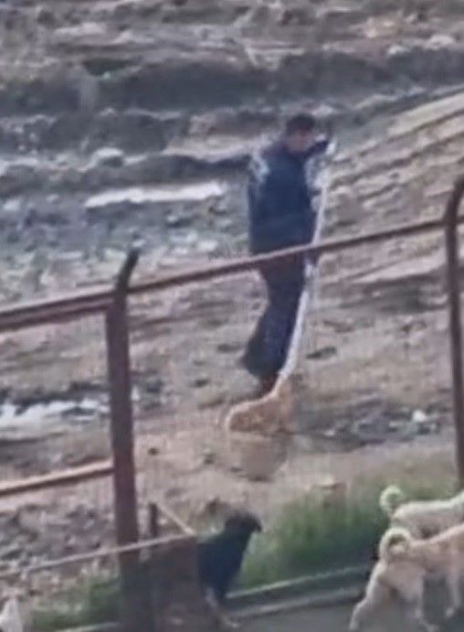 Hayvan Barınakları İçin Valilikten İnceleme Başlatıldı - Sayfa 1