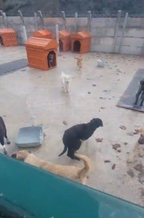 Hayvan Barınakları İçin Valilikten İnceleme Başlatıldı - Sayfa 2