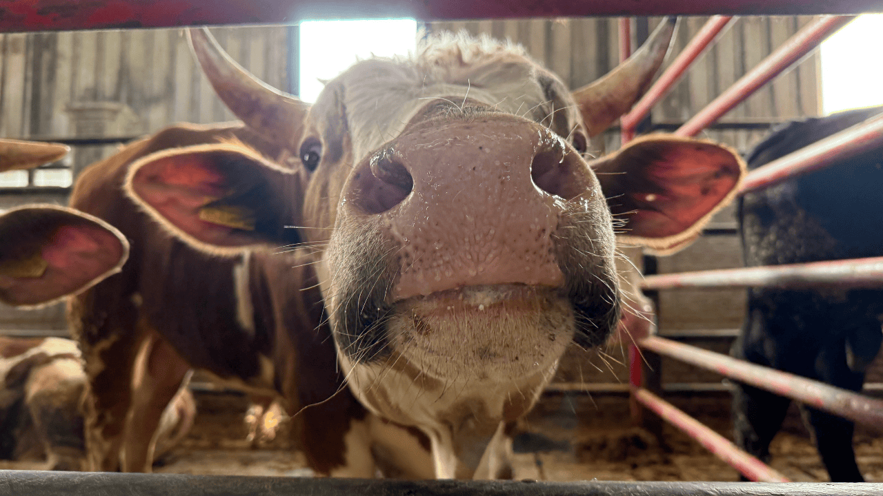 Kurbanlıkta Erken Alım Hareketliliği: Vatandaş Avantaj Peşinde - Sayfa 1