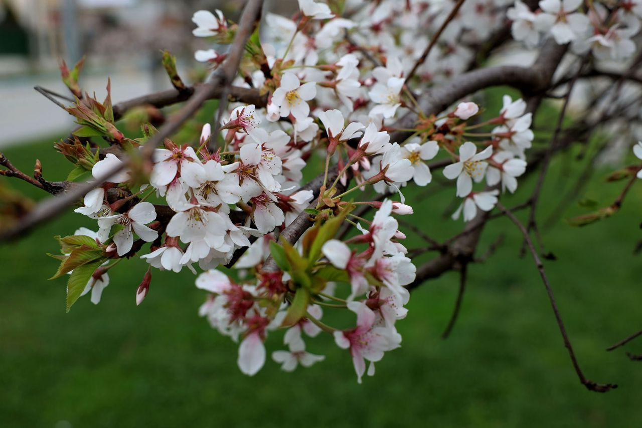 Sakarya’da Baharın Büyüleyici Cümbüşü - Sayfa 2