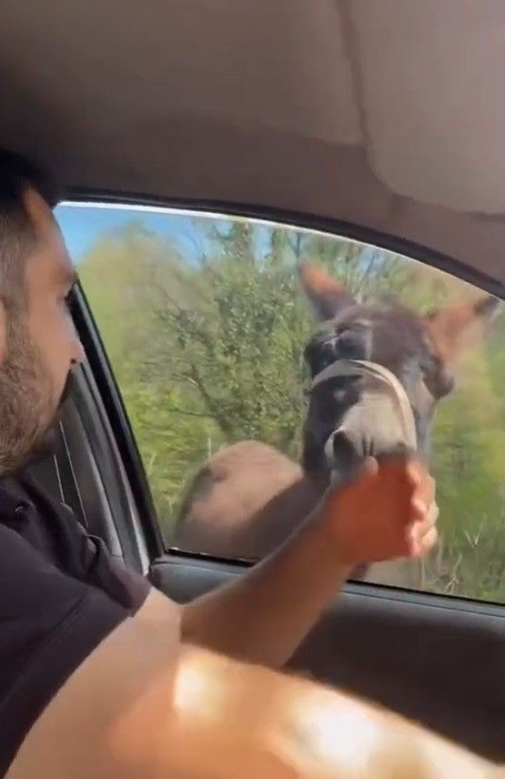 Eşek Ortalığı Karıştırdı: Başıboş Hayvan Barınağa Alındı - Sayfa 3