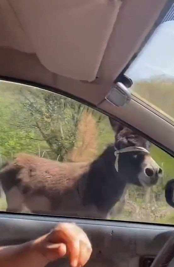 Eşek Ortalığı Karıştırdı: Başıboş Hayvan Barınağa Alındı - Sayfa 4