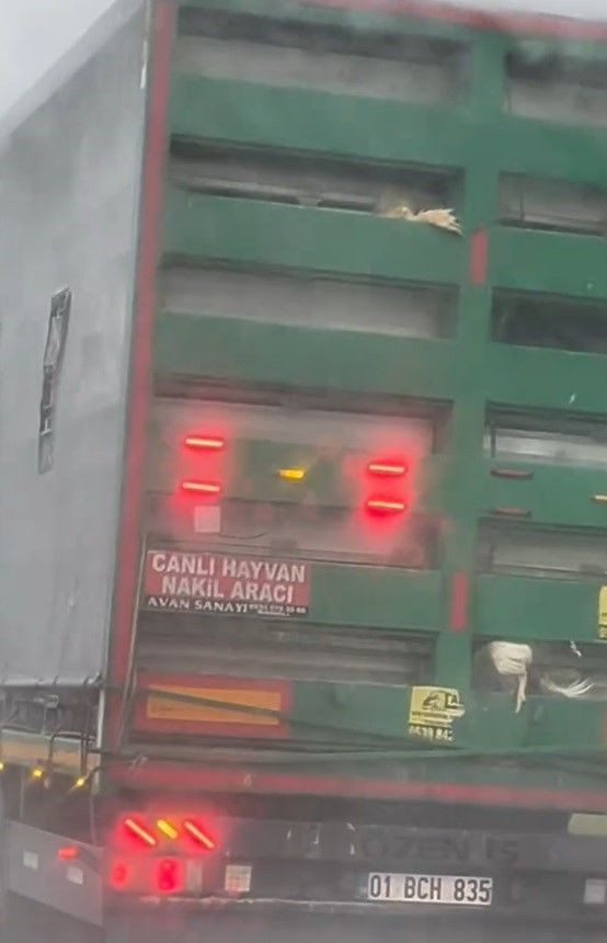 Otoyolda Tehlikeli Görüntü: Tırdan Sarkan Tavuklar Kamerada - Sayfa 2