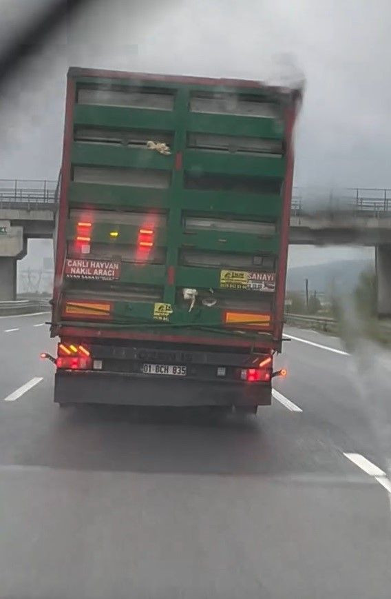 Otoyolda Tehlikeli Görüntü: Tırdan Sarkan Tavuklar Kamerada - Sayfa 1