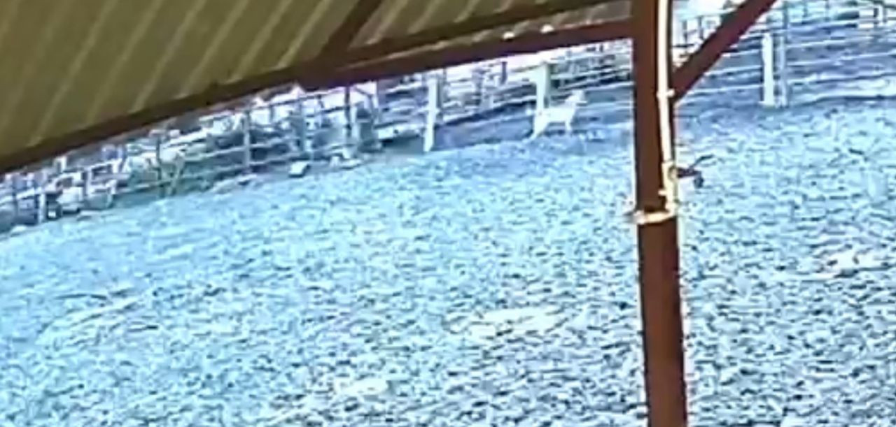 Ağıla Giren Kurt Bayram Öncesi 8 Küçükbaş Hayvanı Telef Etti - Sayfa 2