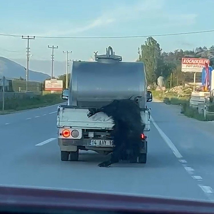 Kurbanlığı Araçtan Sarkıtıp Kilometrelerce Sürükledi - Sayfa 1