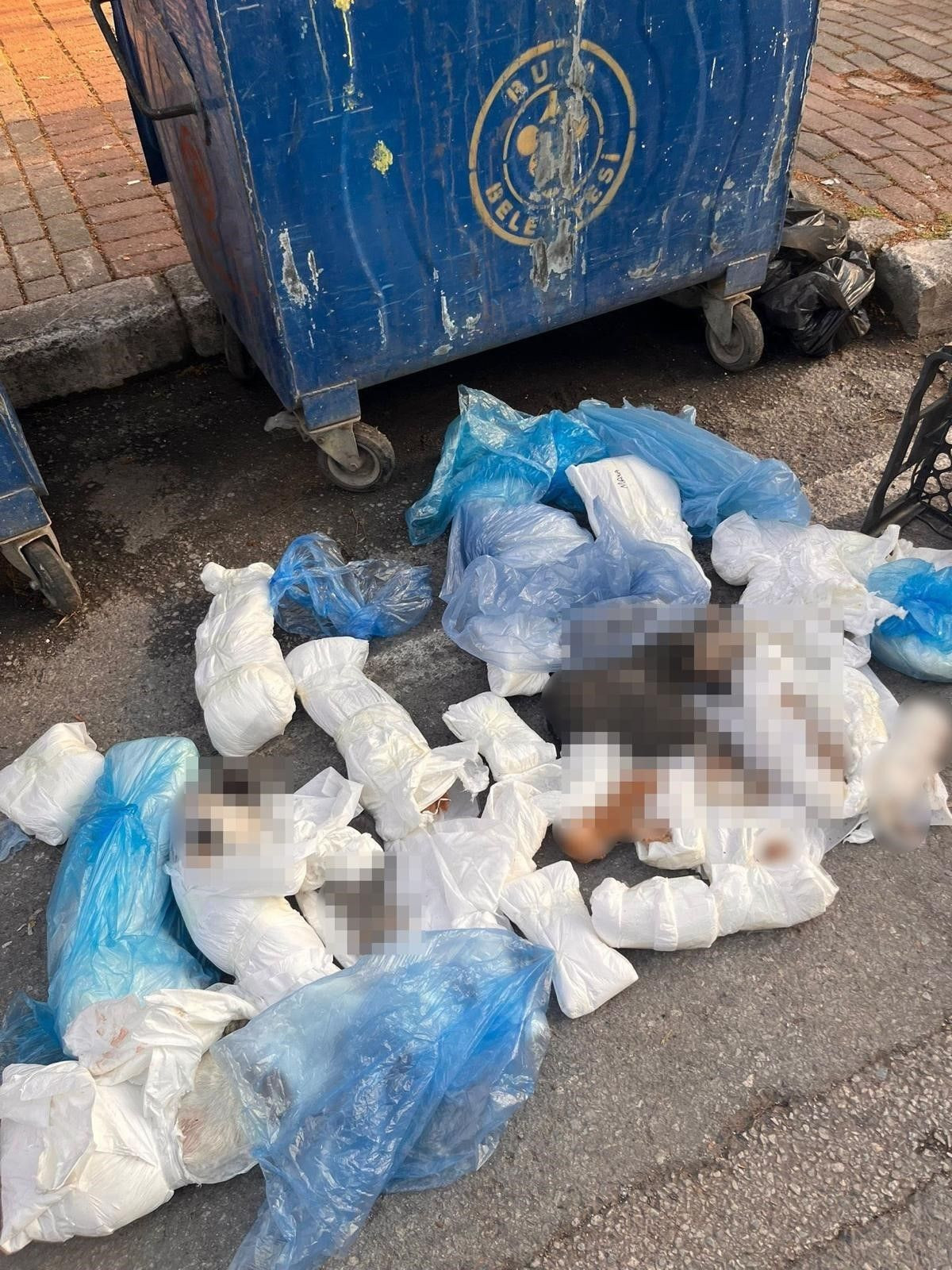 33 Kedinin Ölümünde Yeni Gelişme: Veteriner Hekim Tutuklandı - Sayfa 1